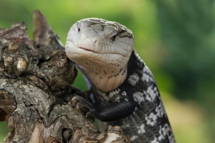 Reptile &amp; Plant Expo