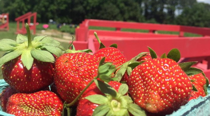Strawberry Social
