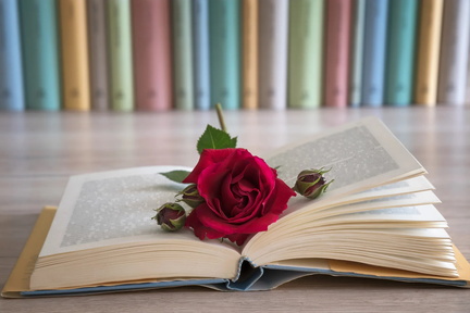 rose and book