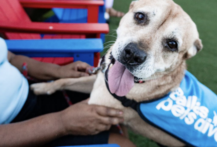 Dallas Pets Alive