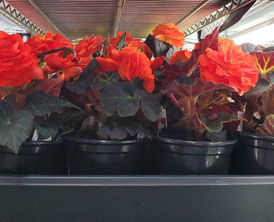 Spring Plant Sale