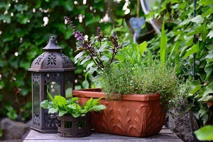 basil-bush-basil-5332038 960 720