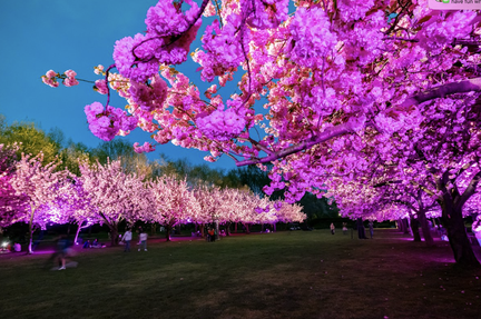 Cherry Blossom Festival: Hanami Nights_BBG