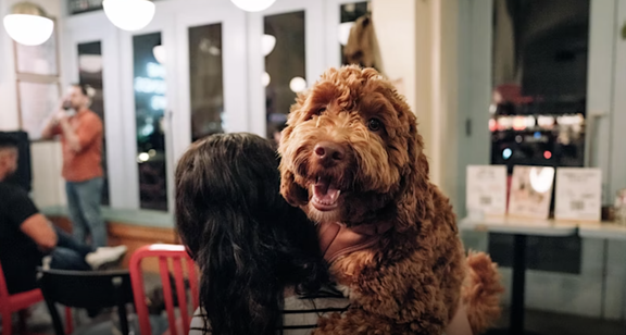 Dog-Friendly Comedy Show