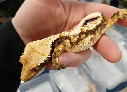 Columbus Reptile Expo