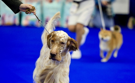 dog show