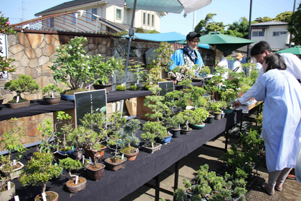 The 42nd Great Bonsai Festival