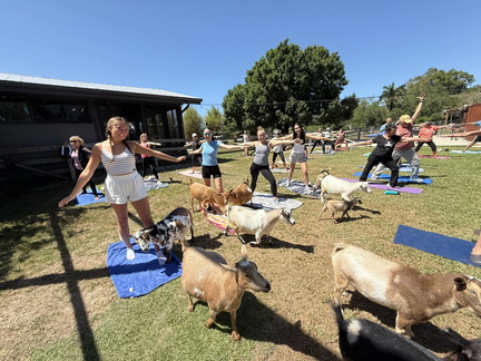 Goat Yoga