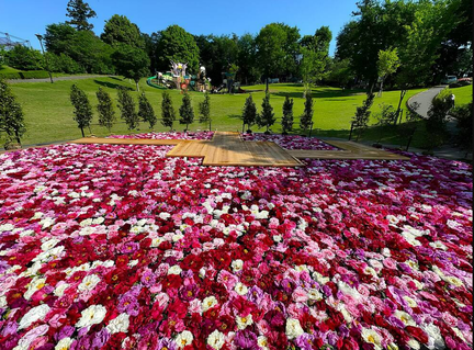 Peony Garden Flower