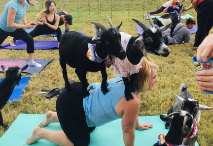 Goat Yoga