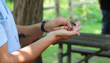World Migratory Bird Day  Celebration