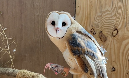Eagle Creek Park Birding Festival