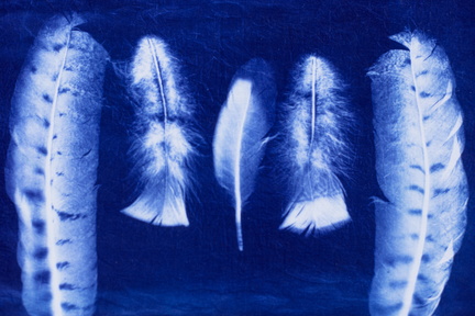 Cyanotype Workshop