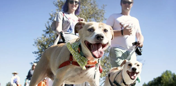 Bark & Bond Festival & 3K