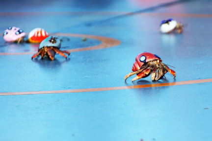 hermit-crab-race