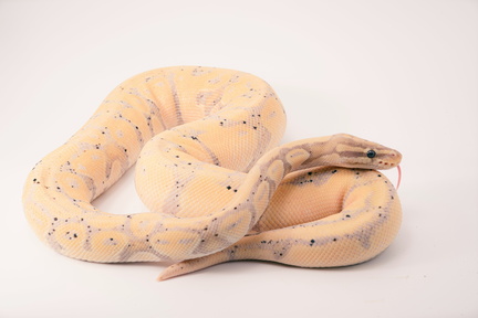 ReptiDay Port St. Lucie -unsplash