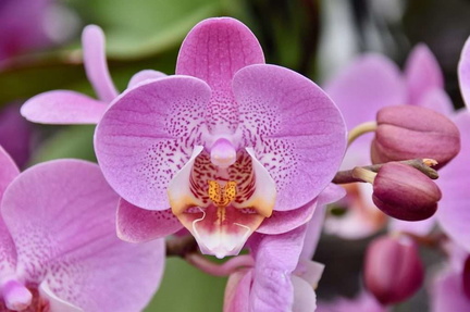 Orchid-1024x682