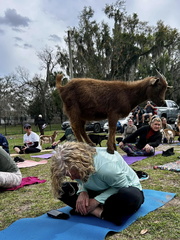 Goat Yoga2