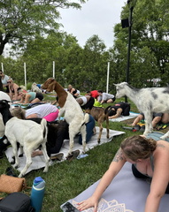 Goat Yoga