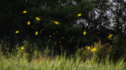 Guided-Blue-Ghost-Firefly-Night-Tour