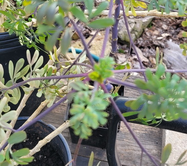 Spring Plant Sale