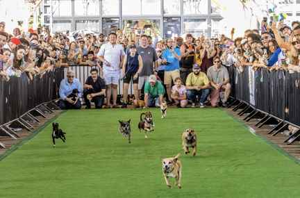 13th Annual Running of the Chihuahuas
