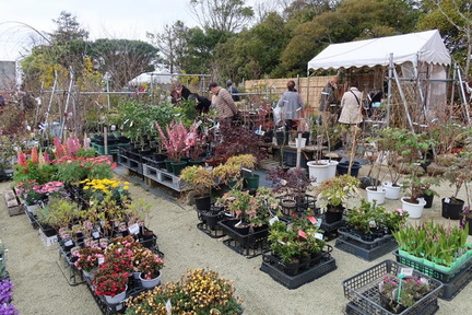 Forest City Creation Spring Plant Market.v1