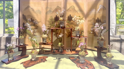 Dendrobium moniliforme and longevity orchid exhibition