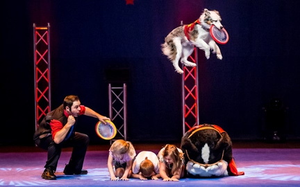 The Perondi’s  Stunt Dog Experience