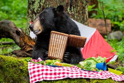 bear_camp