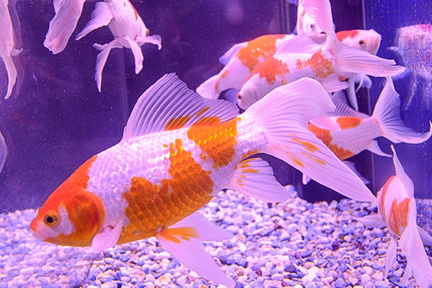 Aquarium Display