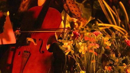 candlelight spring