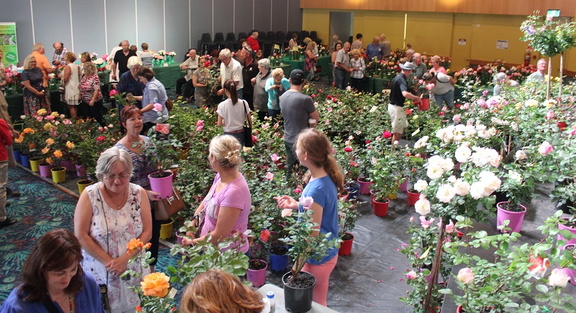 Pikes Peak Rose Society Rose Exhibition