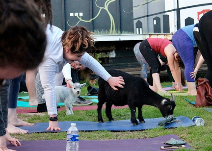 Baby Goat Yoga