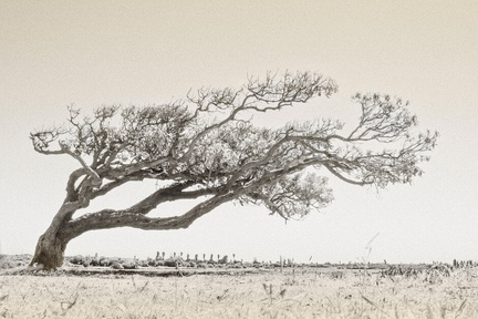 RHS Botanical Art and Photography Show