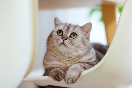 ねこ休み展 春