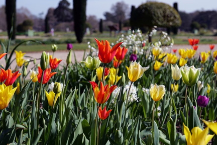 Spring Bulb Festival