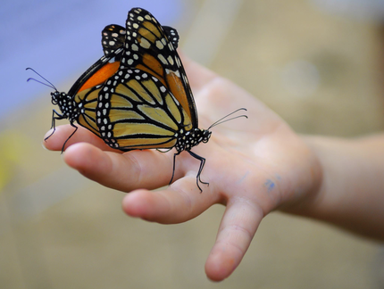 DUNWOODY BUTTERFLY FESTIVAL