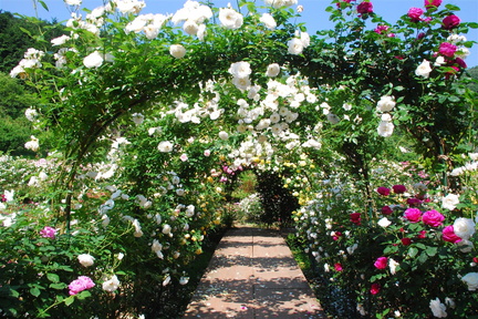 Spring Rose Festival Takinoiri Garden