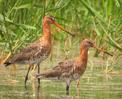 Jordan Birdwatching Festival
