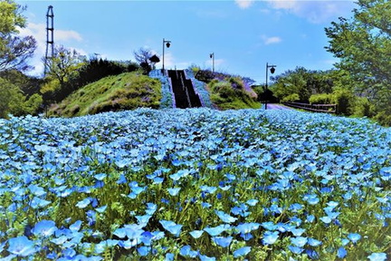 Rewarding Trip of Sea and Flowers.v1