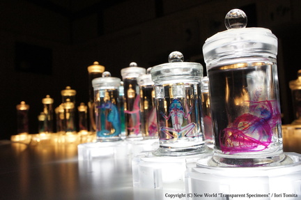 New World Transparent Specimen Exhibition