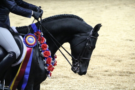 Route 66 Morgan Classic Horse Show