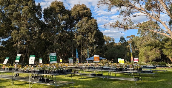 Native Plant Sale