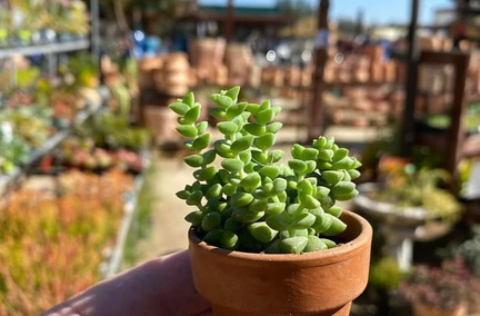 Succulent Extravaganza - The Secret Garden.v1