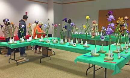 Iris Flower Show