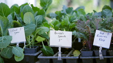 Plant Sale and Garden Festival