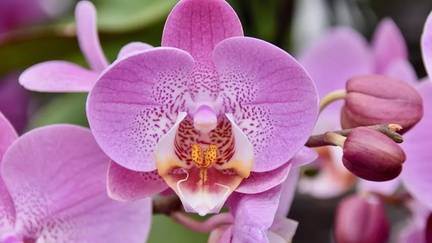 Nature Screen Plants Behaving Badly - Orchids