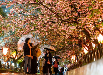Mint Bureau Cherry Blossoms