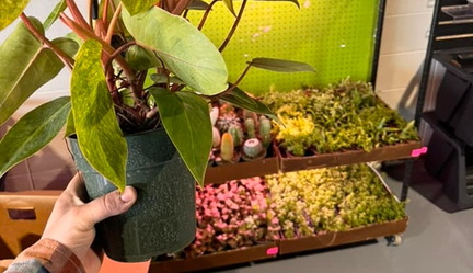 Plant Swap + Market